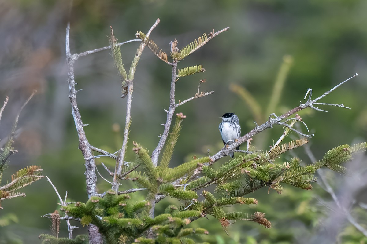 Blackpoll Warbler - ML620062223