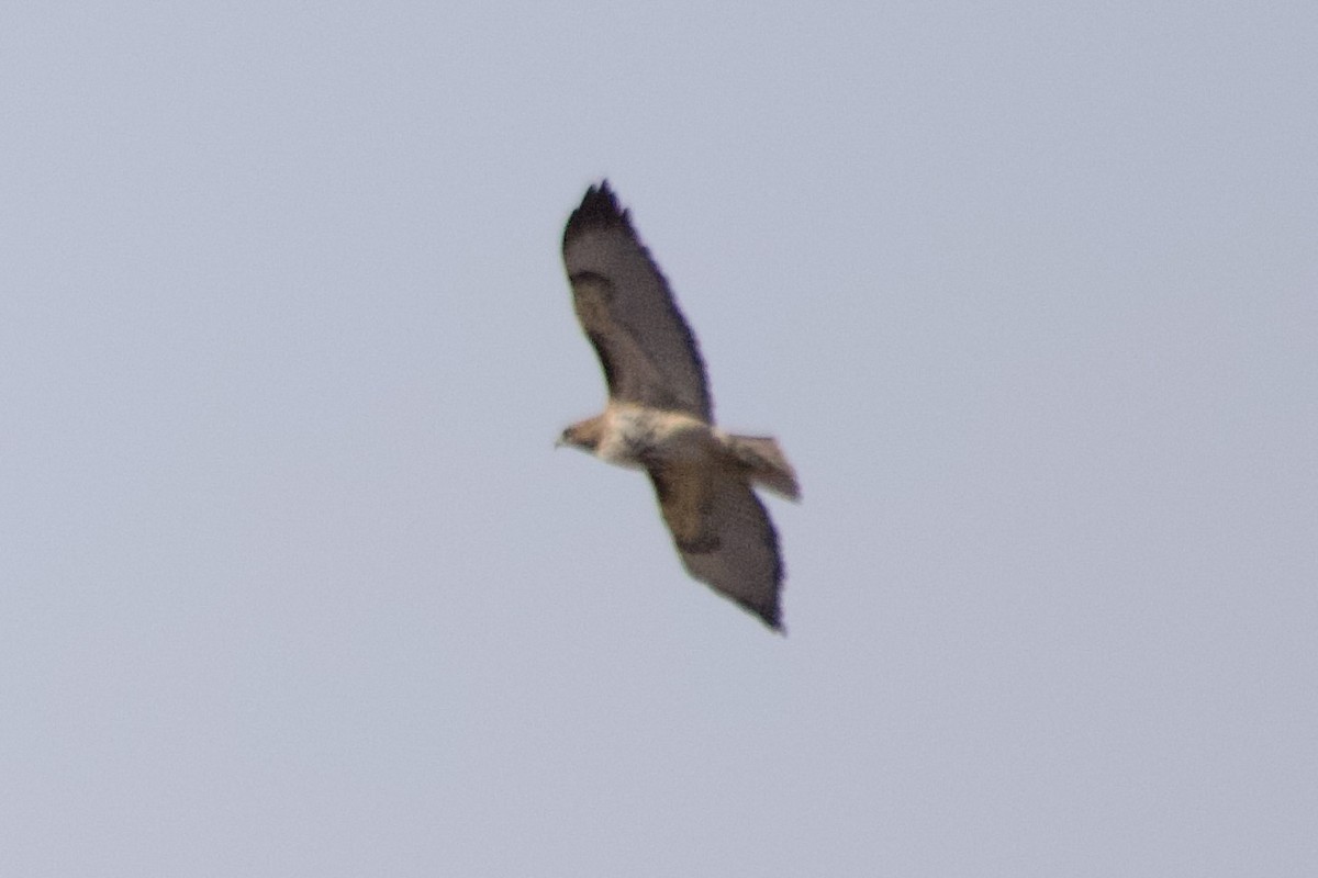 Red-tailed Hawk - ML620062224