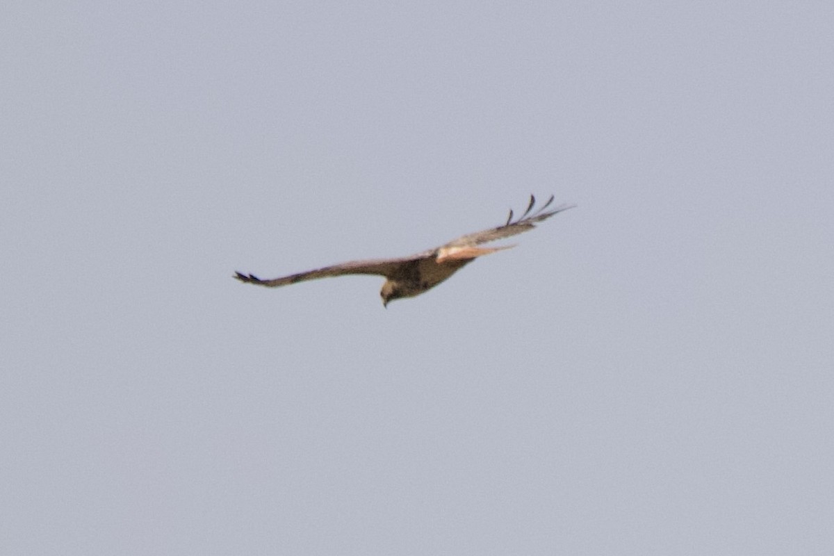 Red-tailed Hawk - ML620062225