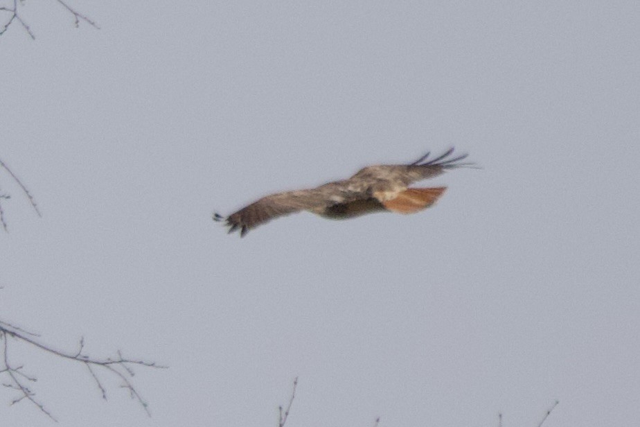 Red-tailed Hawk - ML620062226