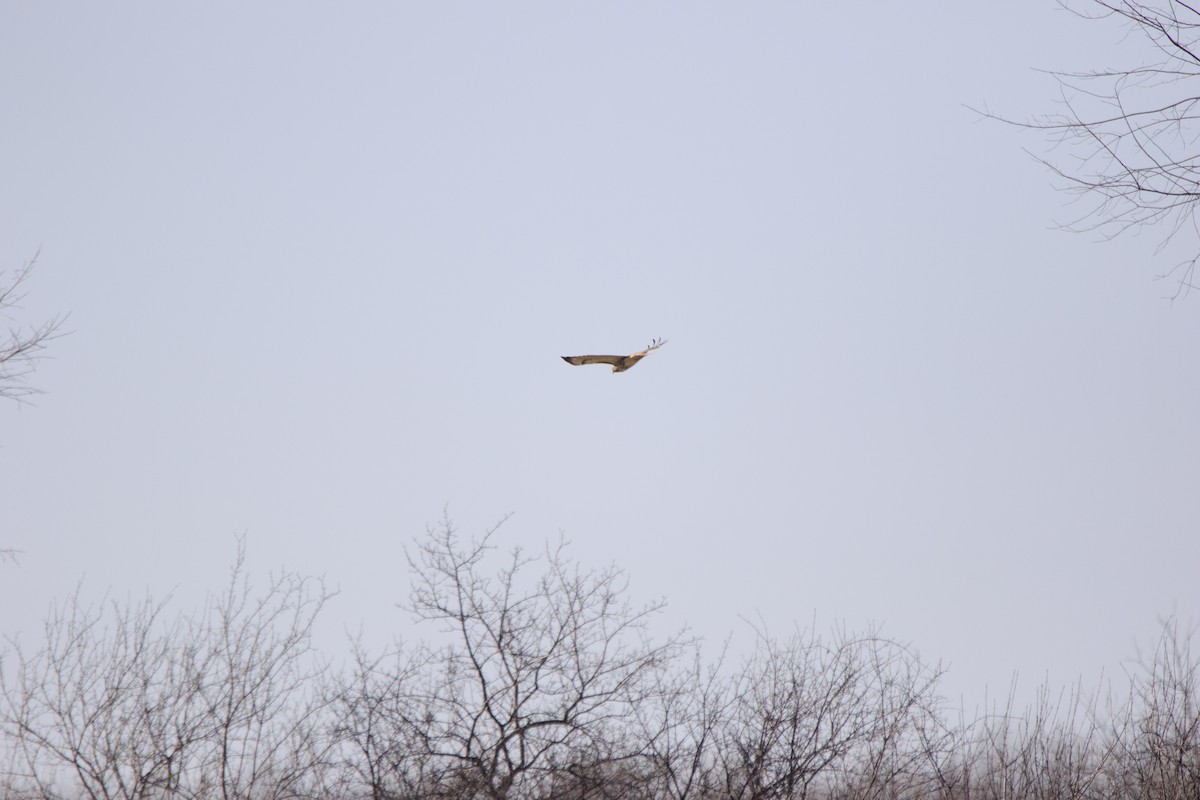 Red-tailed Hawk - ML620062228