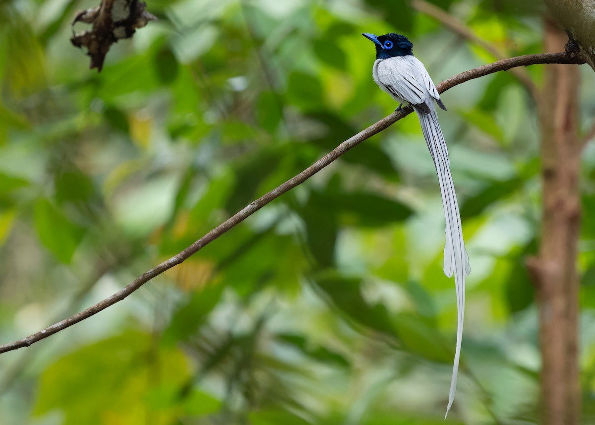 Blyth's Paradise-Flycatcher - ML620062242