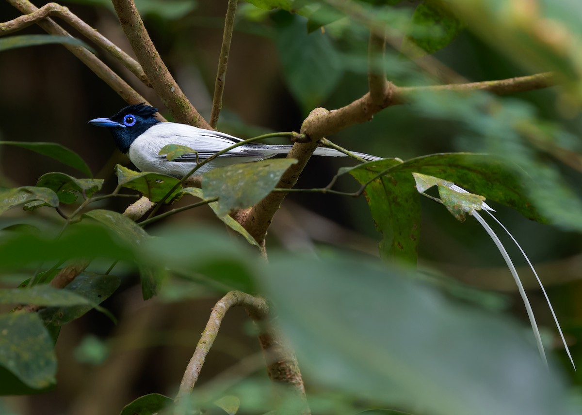 Blyth's Paradise-Flycatcher (Blyth's) - Ayuwat Jearwattanakanok