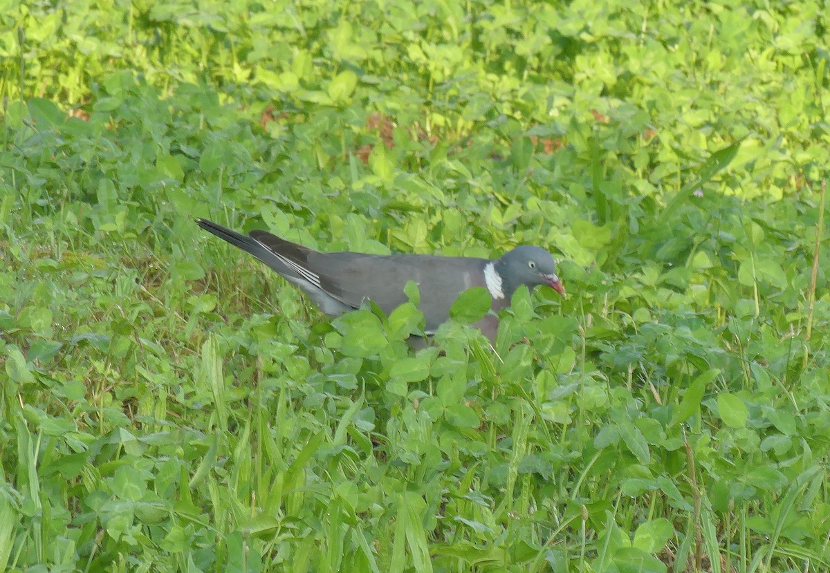 Common Wood-Pigeon - ML620062246