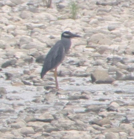 Yellow-crowned Night Heron - ML620062247