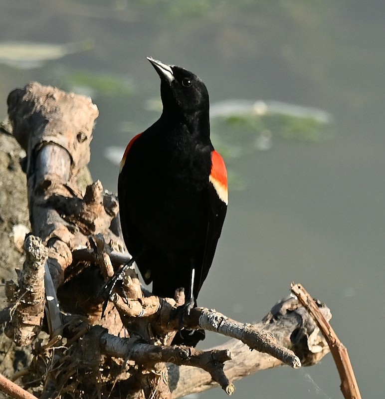 Red-winged Blackbird - ML620062255