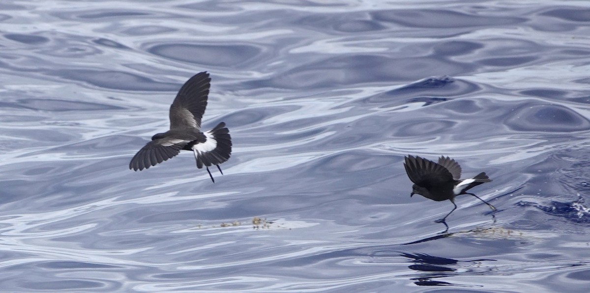 Wilson's Storm-Petrel - ML620062257