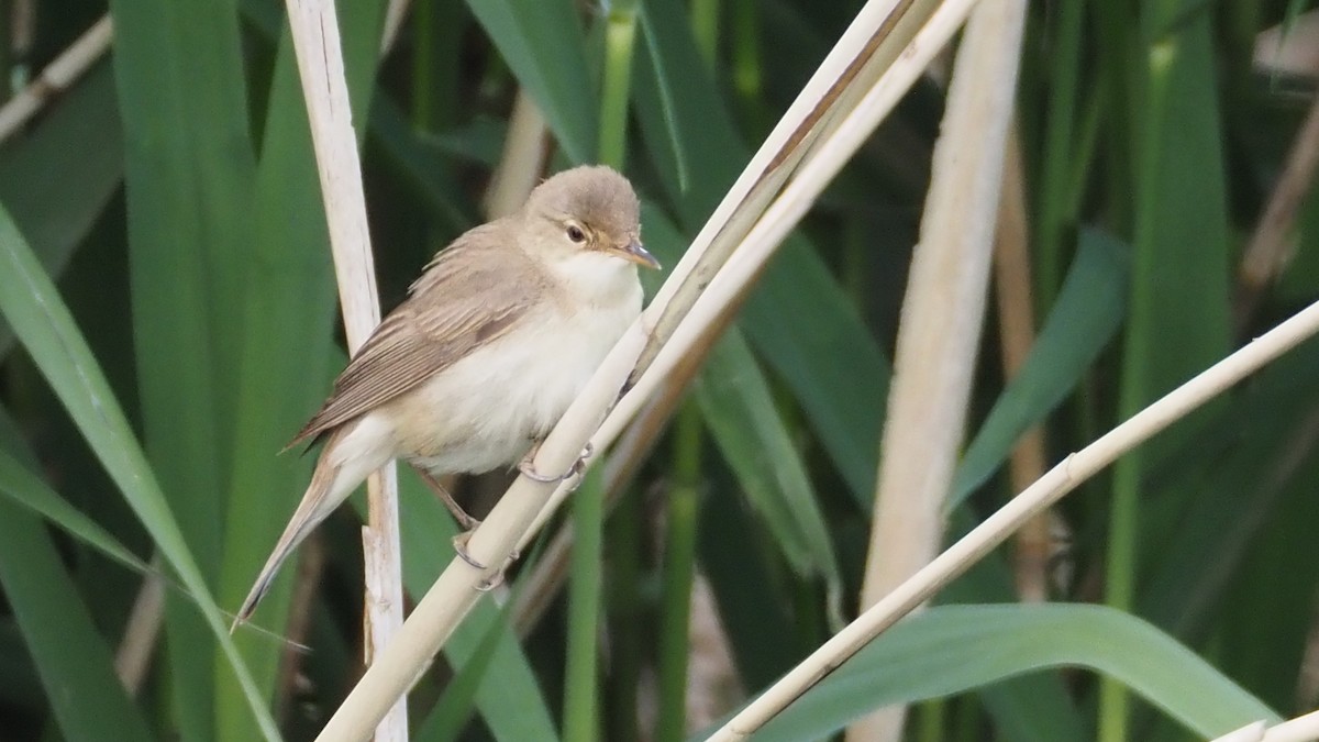 Common Reed Warbler - ML620062267