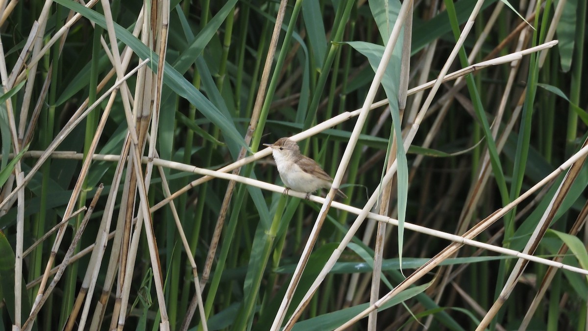 Common Reed Warbler - ML620062268