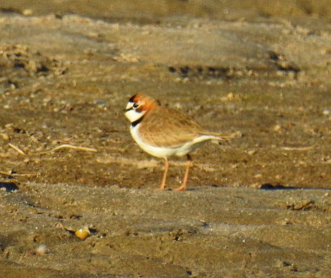Collared Plover - ML620062269