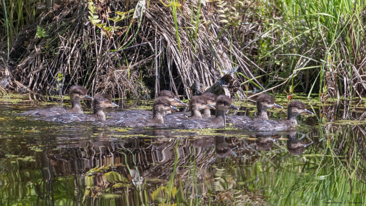 Hooded Merganser - ML620062277