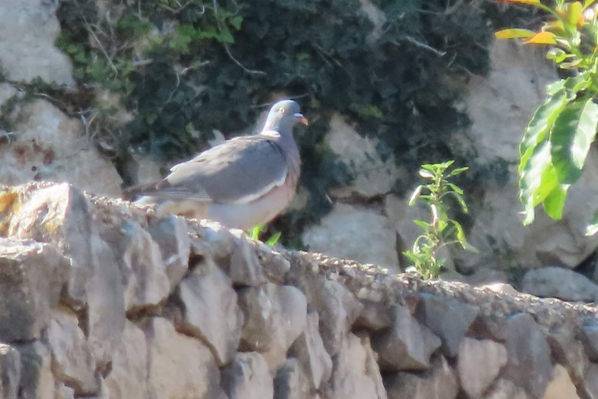 Pigeon ramier - ML620062278