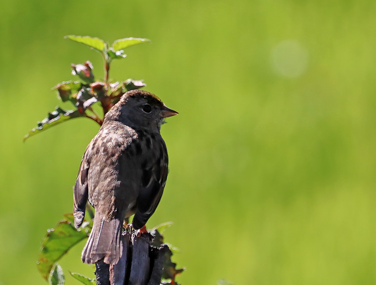 Golden-crowned Sparrow - ML620062282
