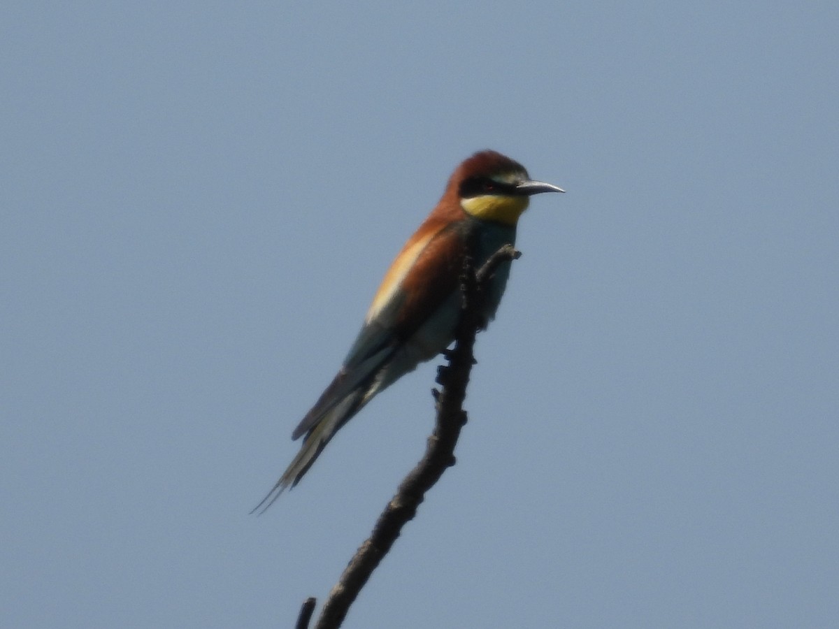 European Bee-eater - inger hansen