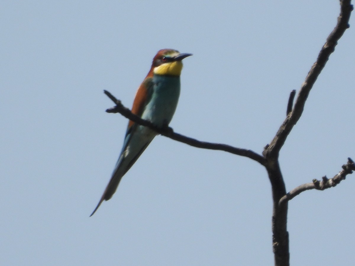 European Bee-eater - ML620062305