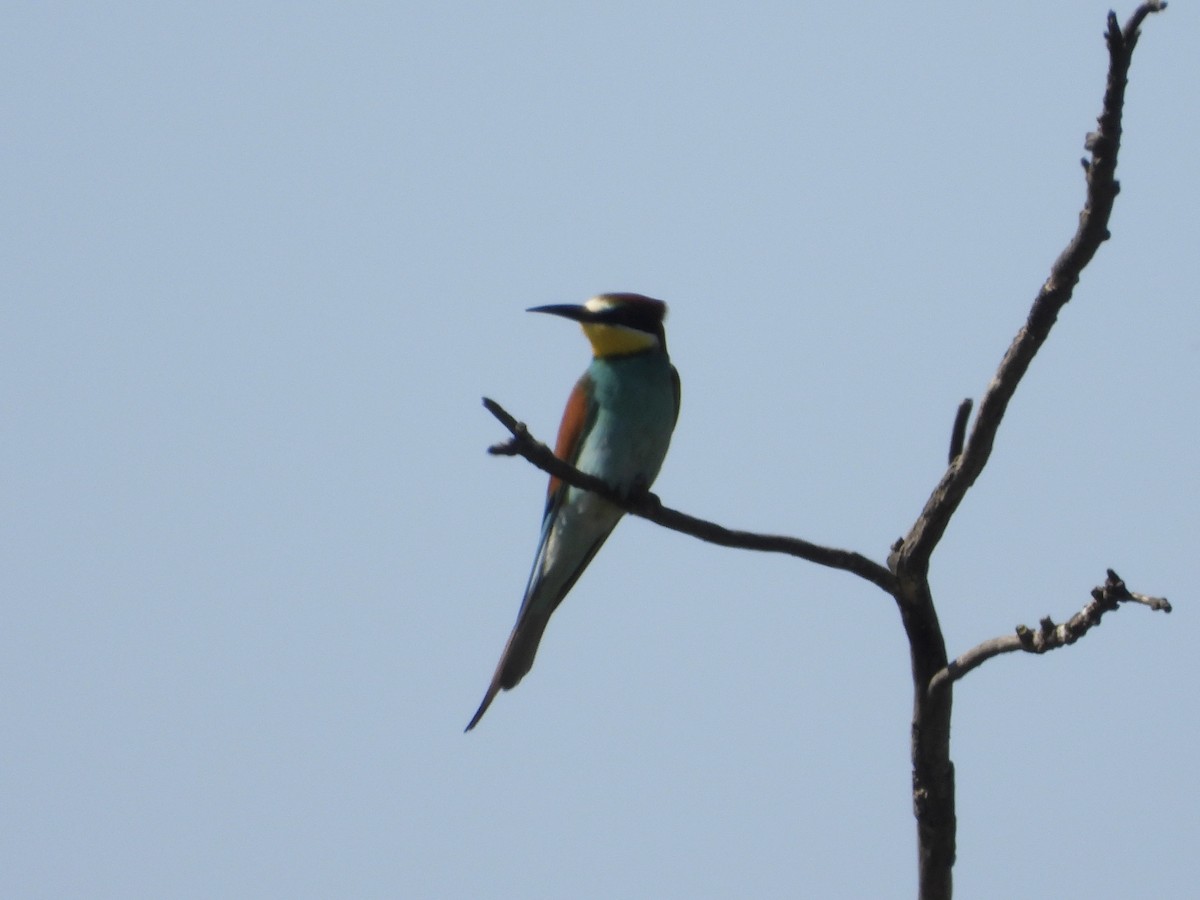 European Bee-eater - ML620062306