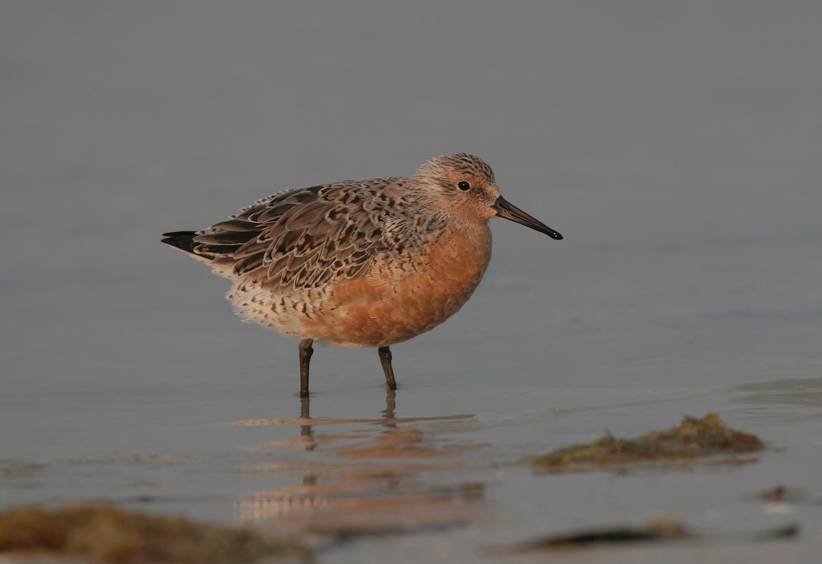 Red Knot - ML620062315