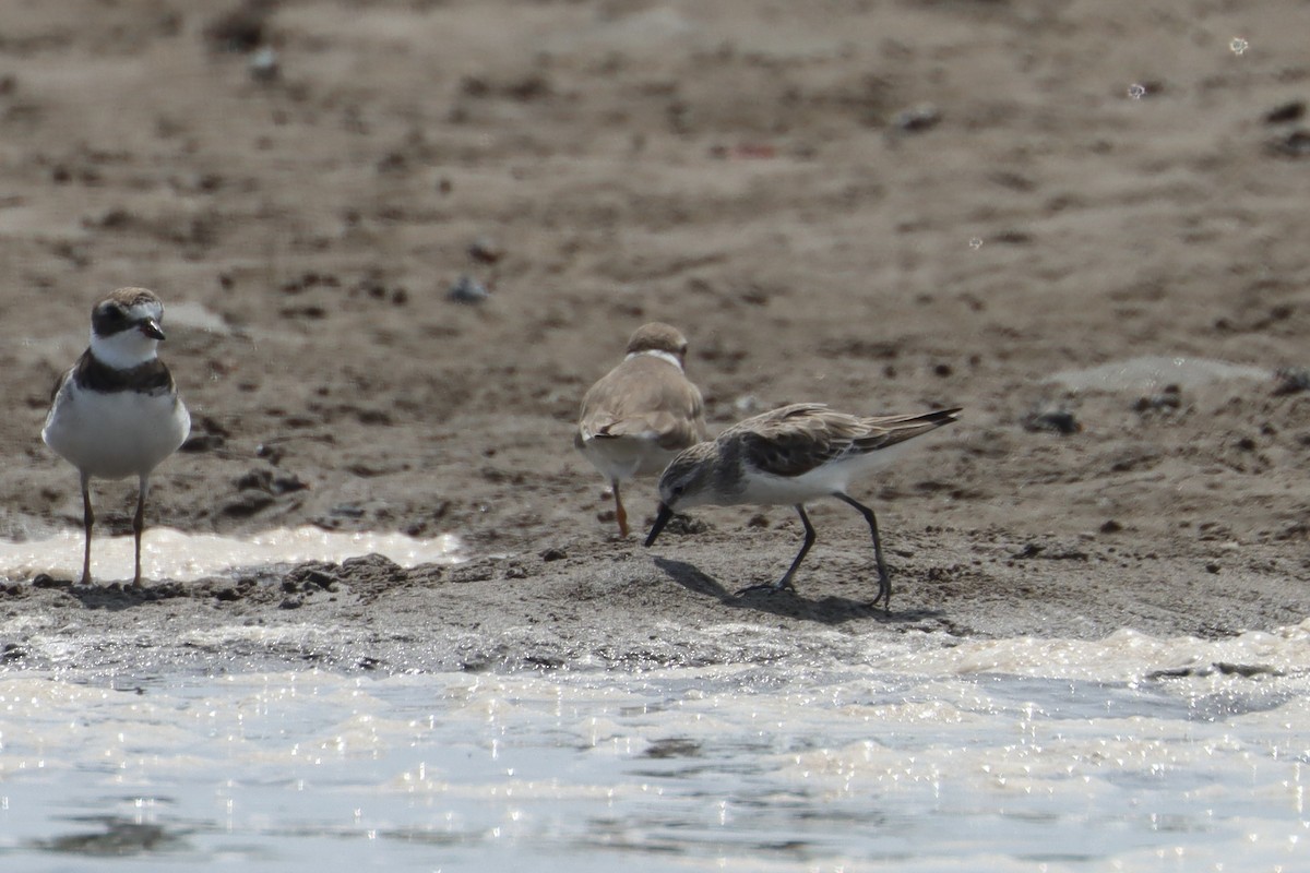 Semipalmated Sandpiper - ML620062317