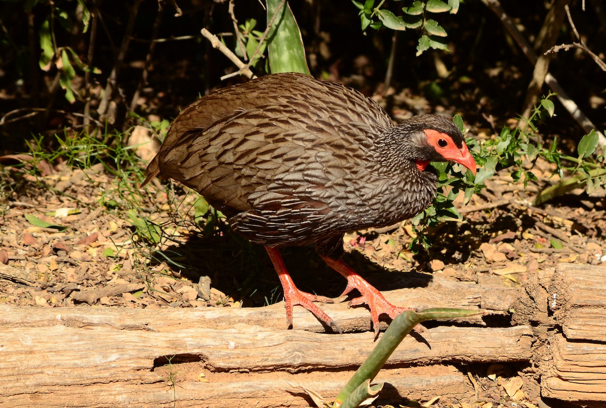 Red-necked Spurfowl - ML620062318