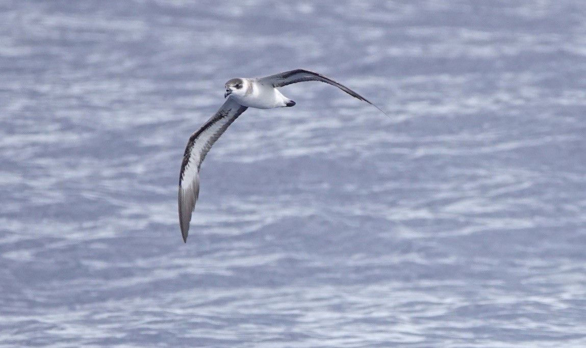 Black-capped Petrel - ML620062340