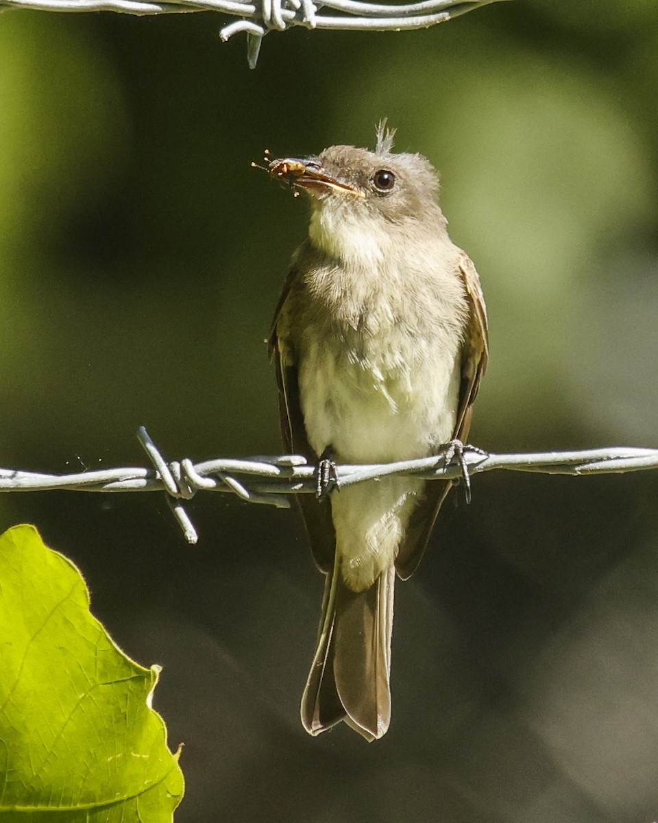 Great Crested Flycatcher - ML620062346