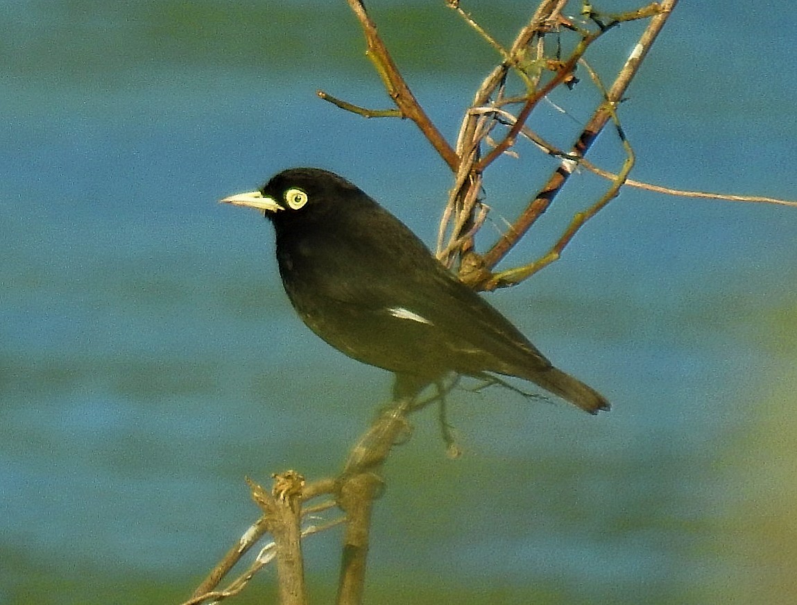 Spectacled Tyrant - ML620062347