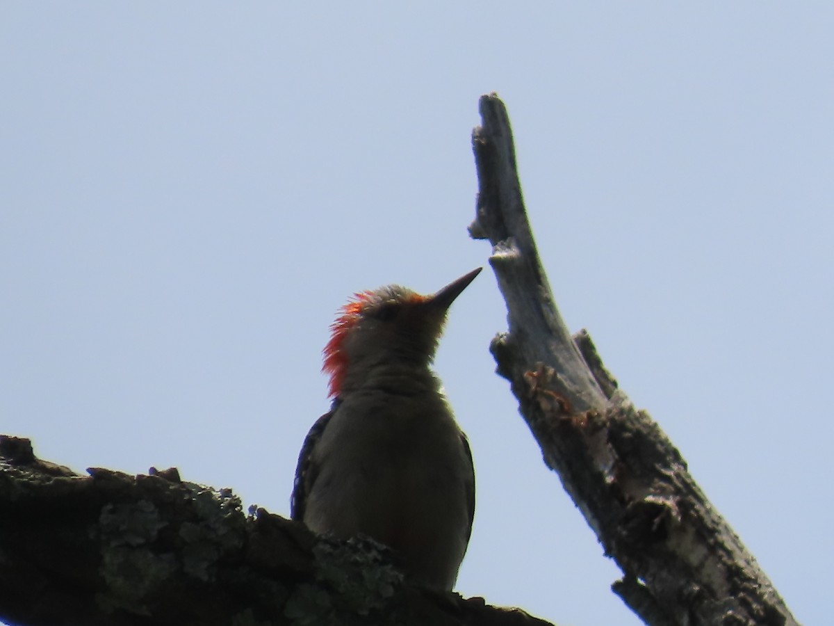 Red-bellied Woodpecker - ML620062348