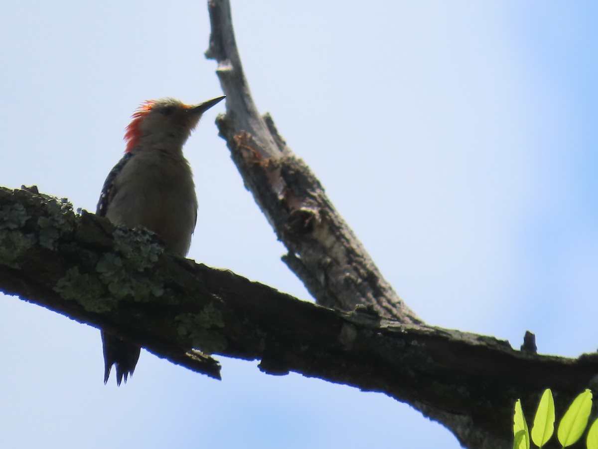 Red-bellied Woodpecker - ML620062349