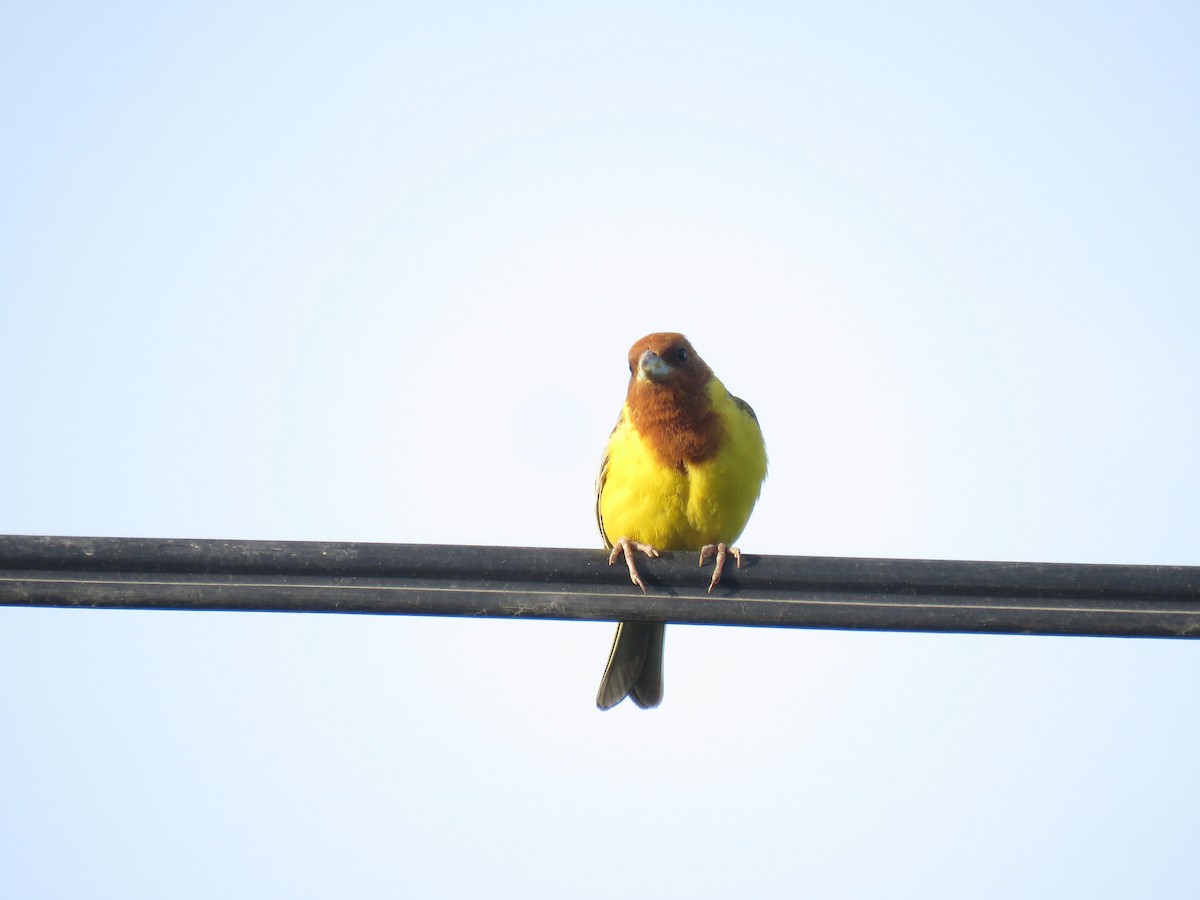 Red-headed Bunting - ML620062362