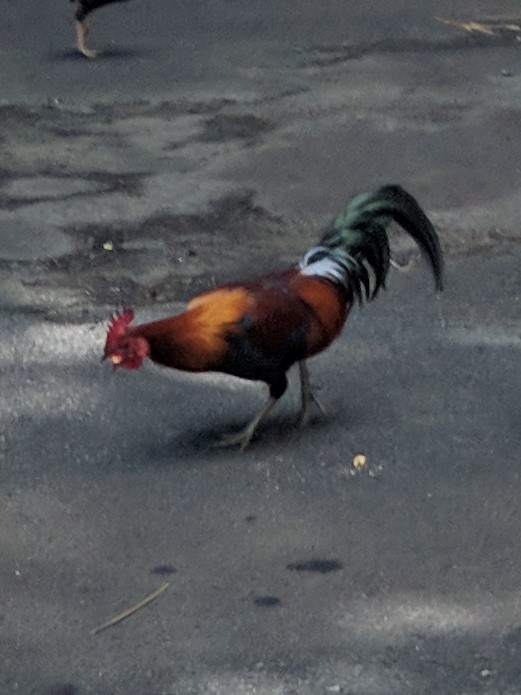 Red Junglefowl (Domestic type) - ML620062378