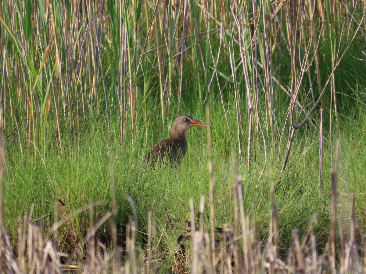 Clapper Rail - ML620062382