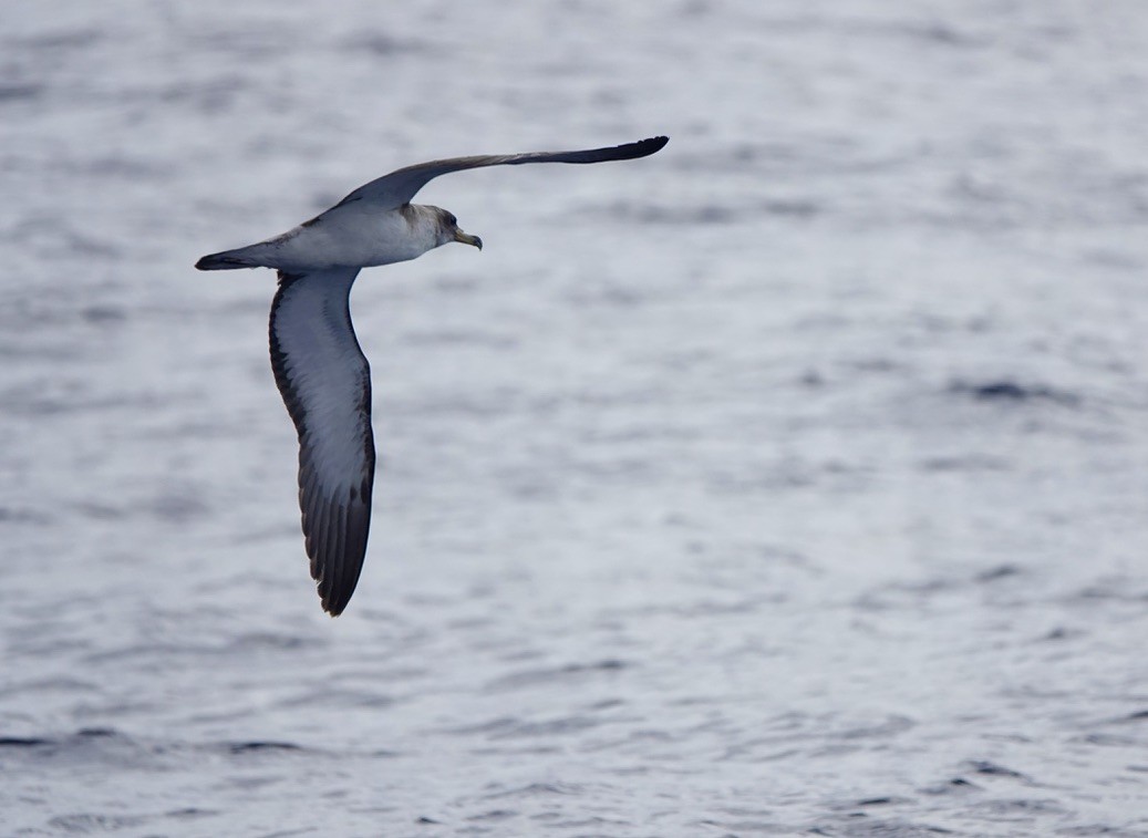 Cory's Shearwater (borealis) - ML620062386