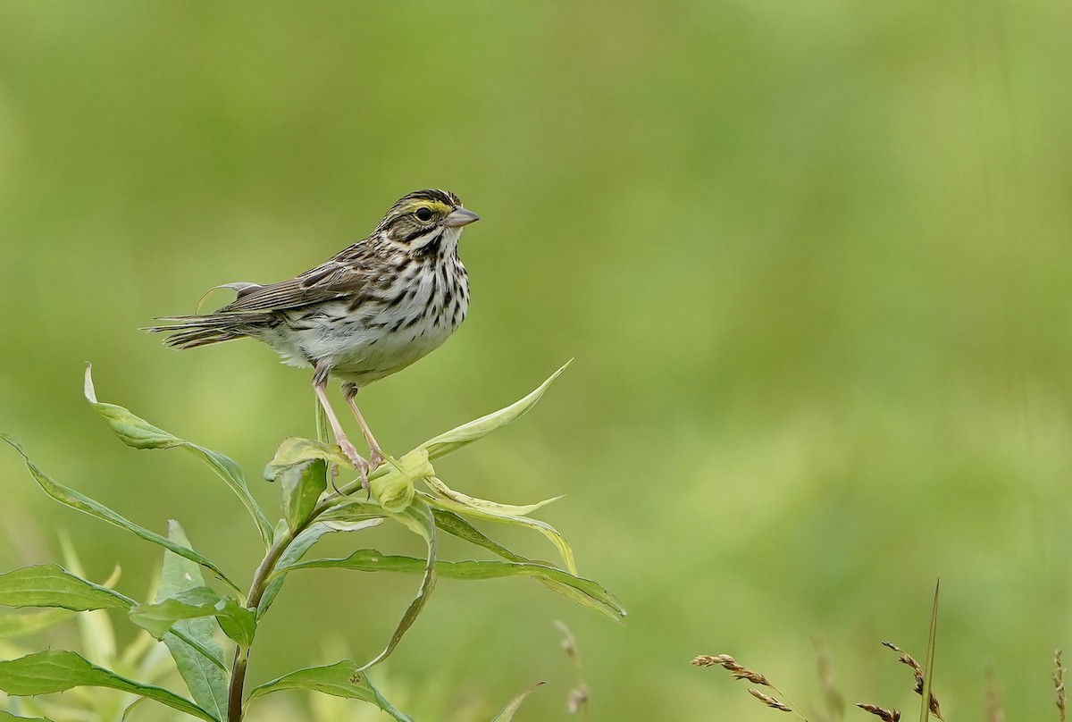 Savannah Sparrow - ML620062394
