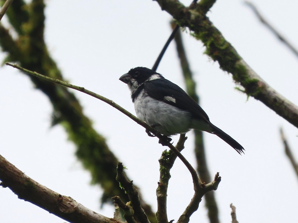 Variable Seedeater - ML620062403