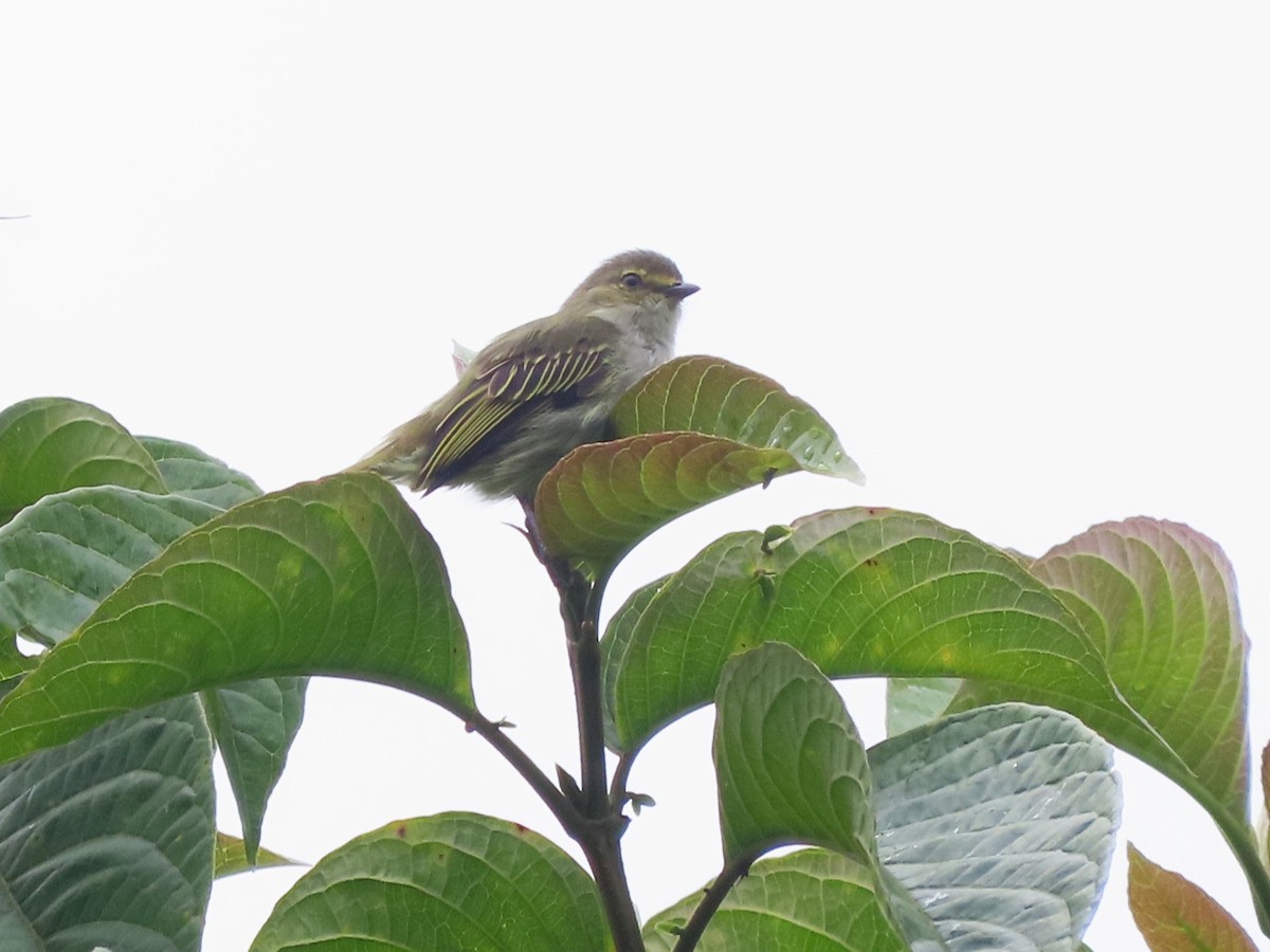 Choco Tyrannulet - ML620062407