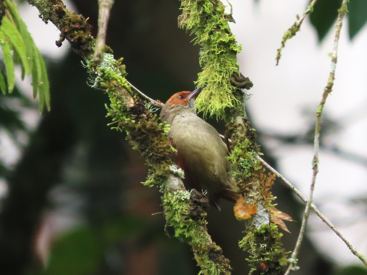 Red-faced Spinetail - ML620062409