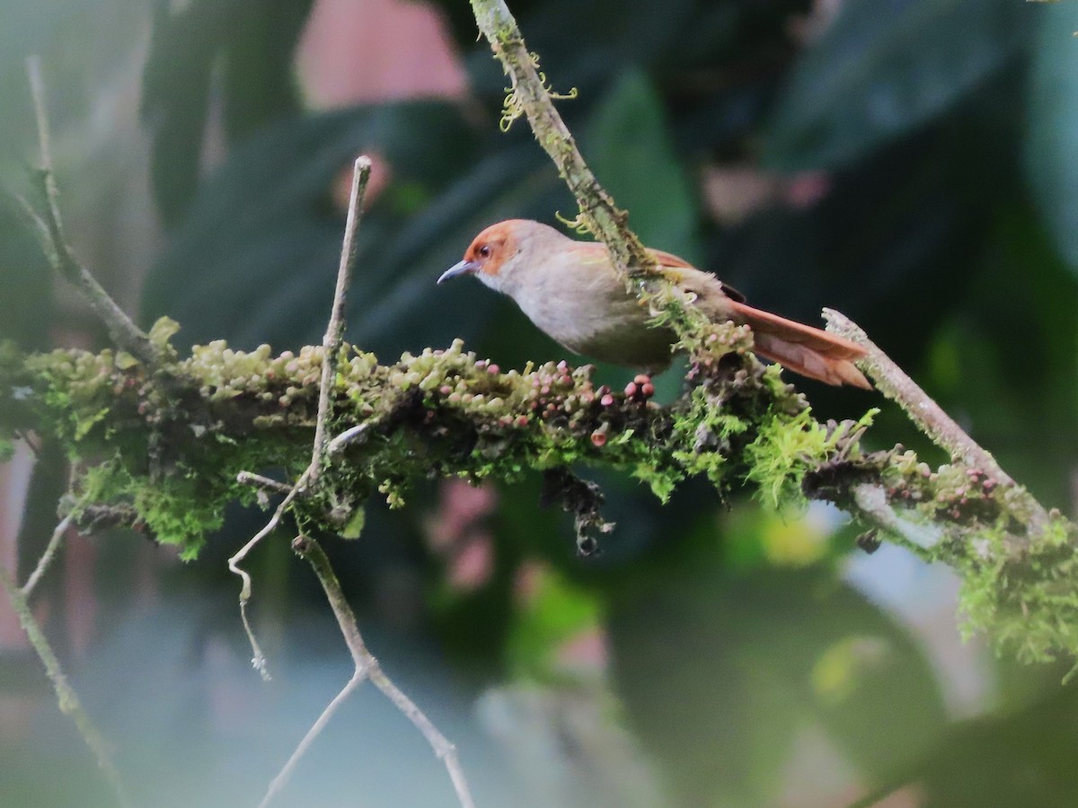 Red-faced Spinetail - ML620062412
