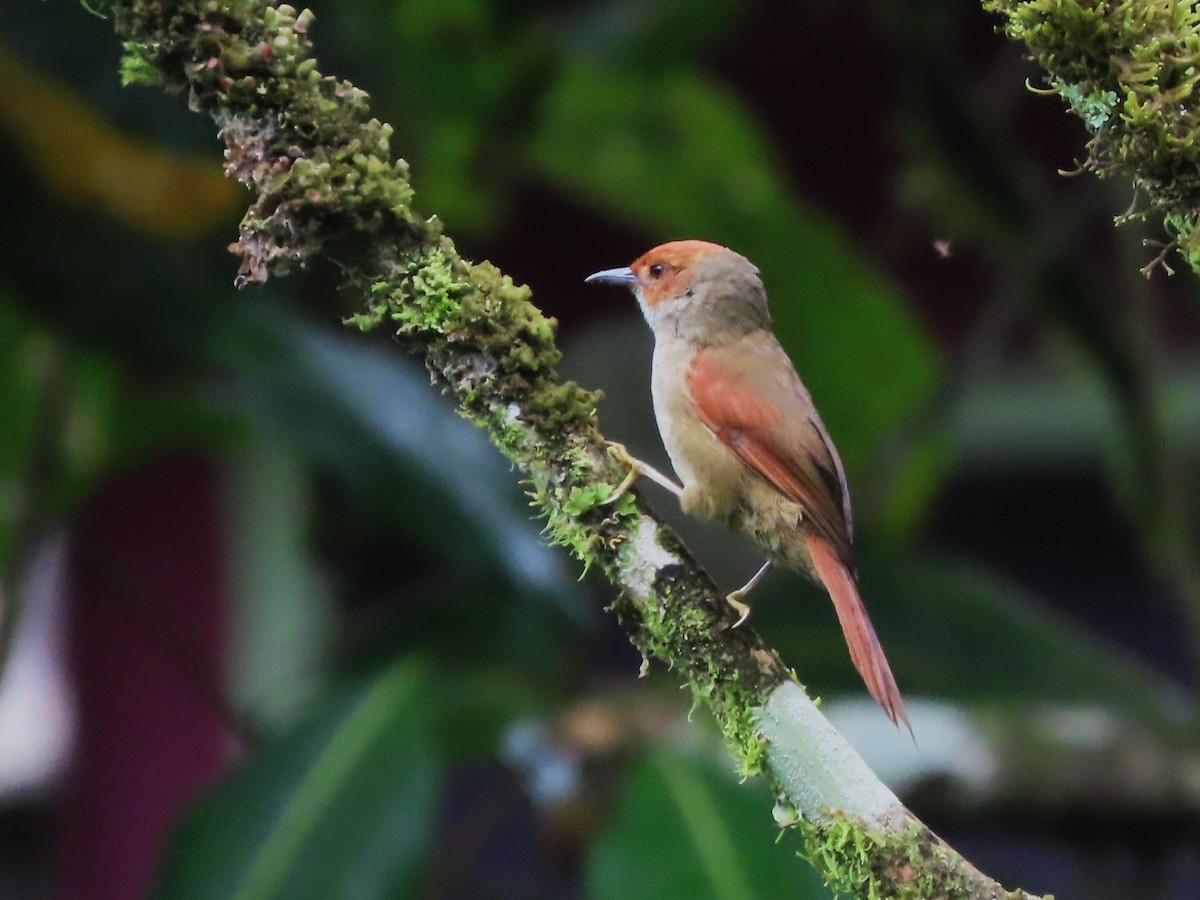 Red-faced Spinetail - ML620062413