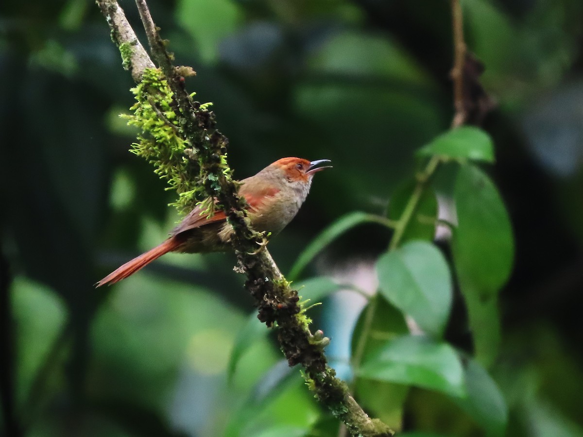 Red-faced Spinetail - ML620062416