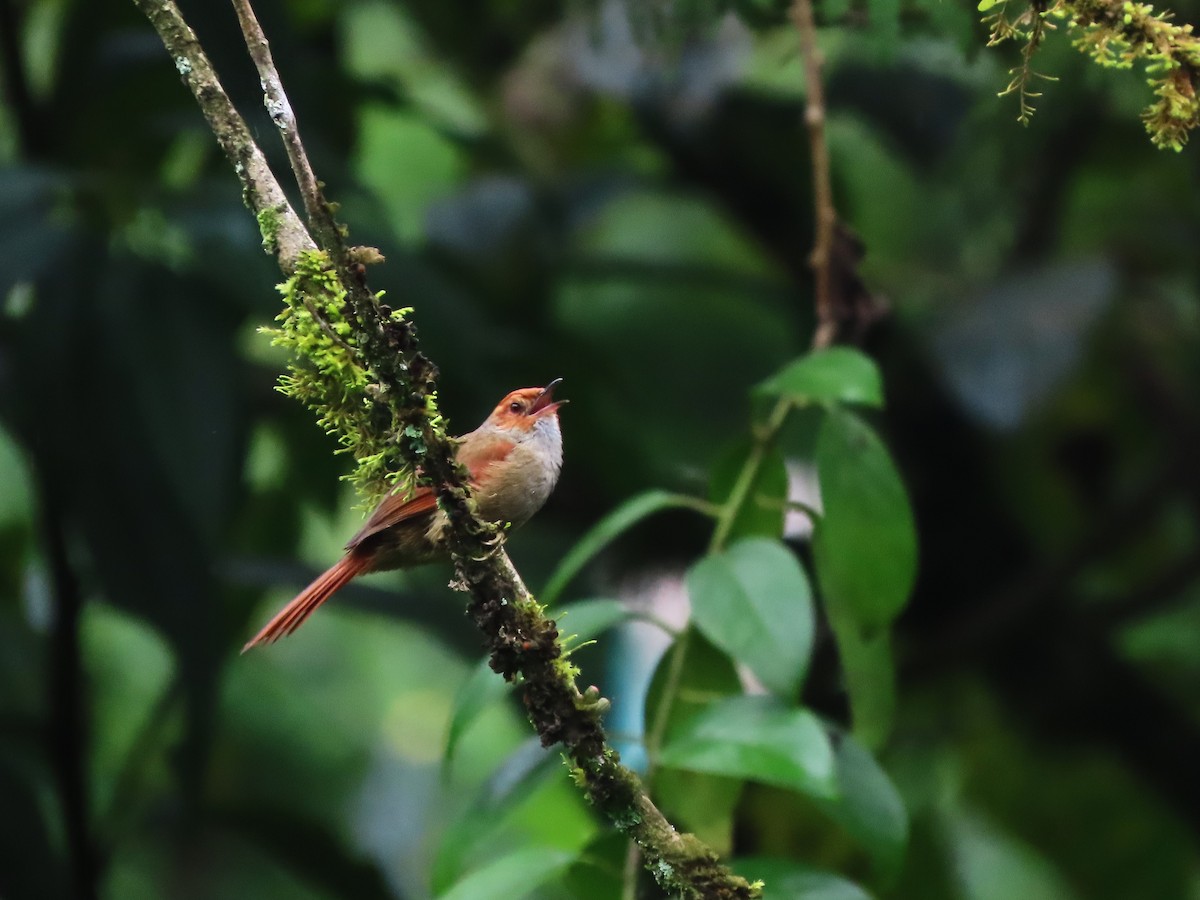 Red-faced Spinetail - ML620062417