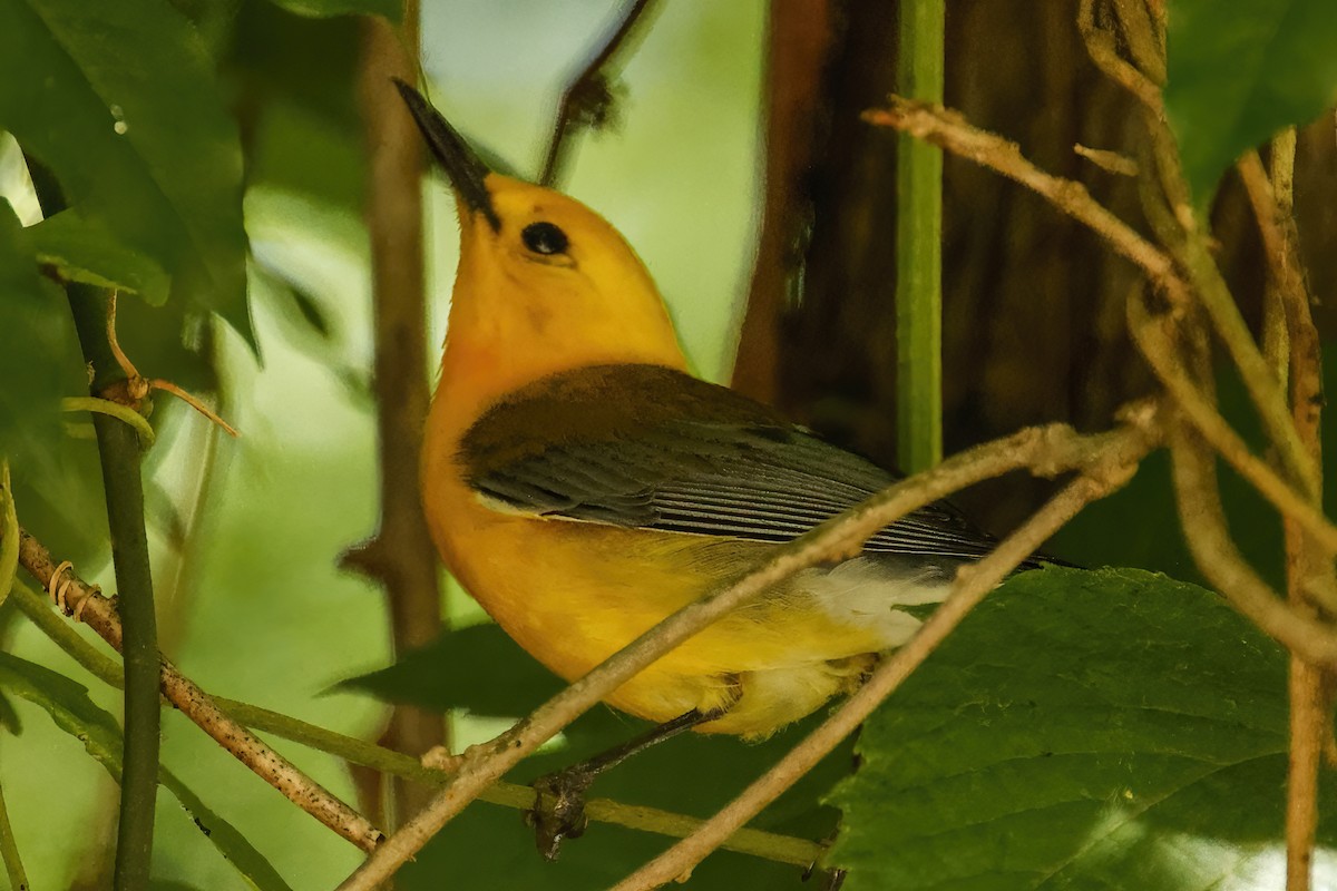 Prothonotary Warbler - ML620062418