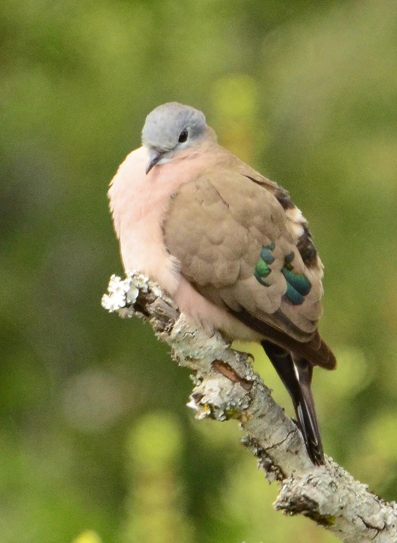 Emerald-spotted Wood-Dove - ML620062421