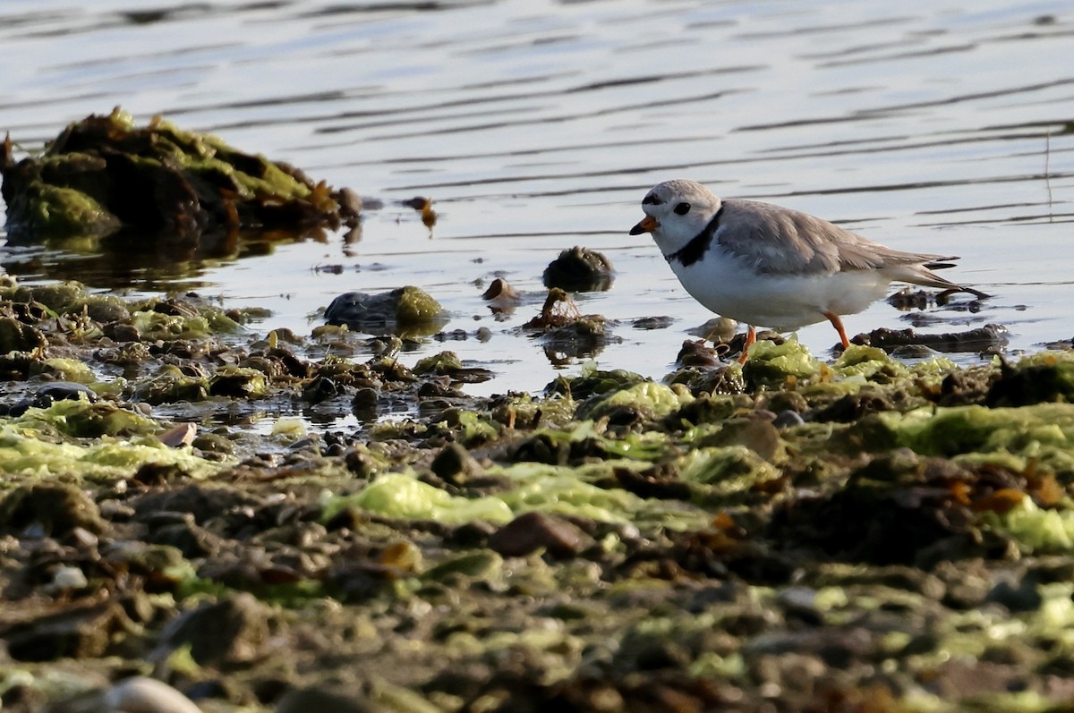Piping Plover - ML620062430