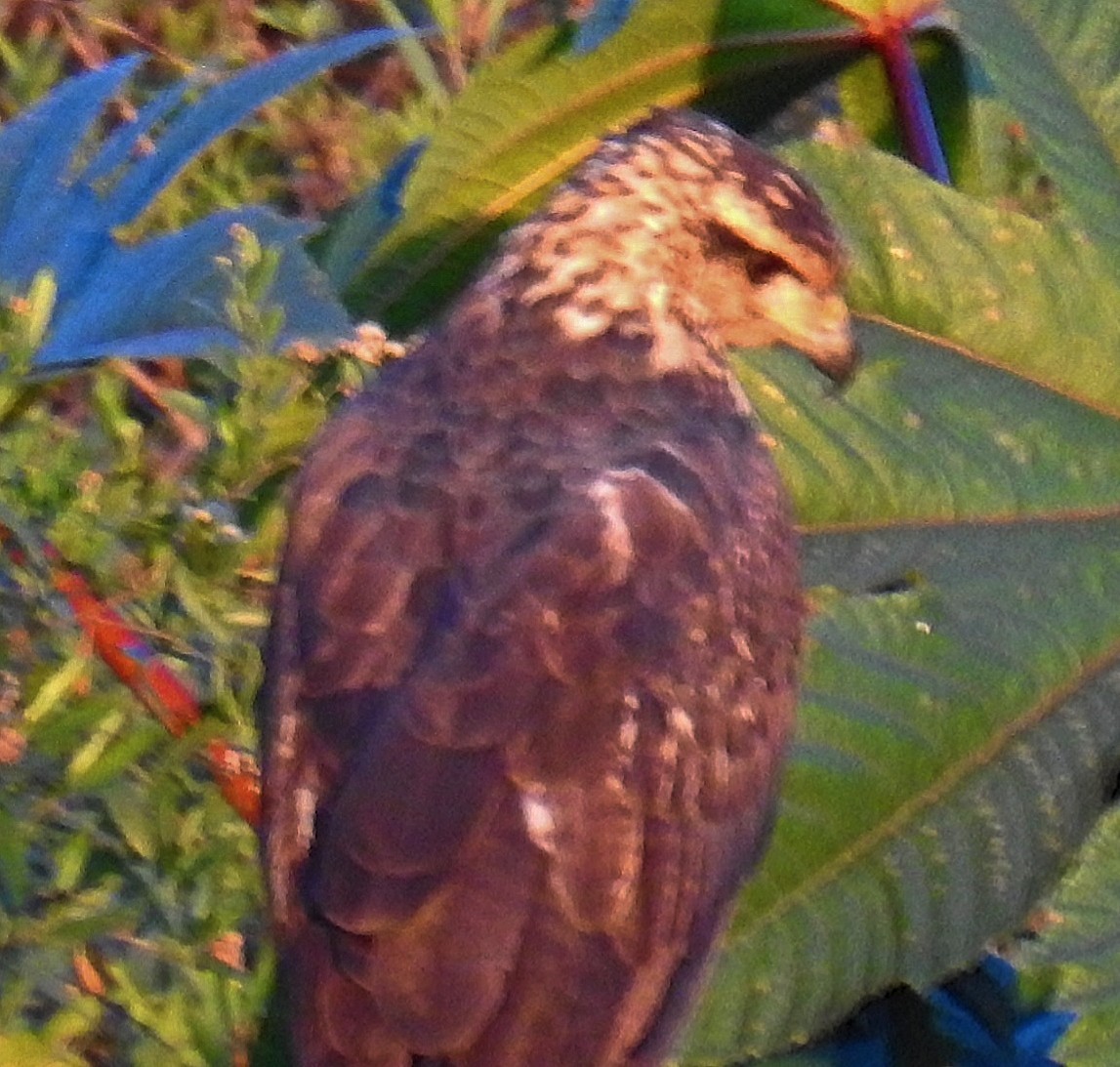 Busardo Urubitinga - ML620062432