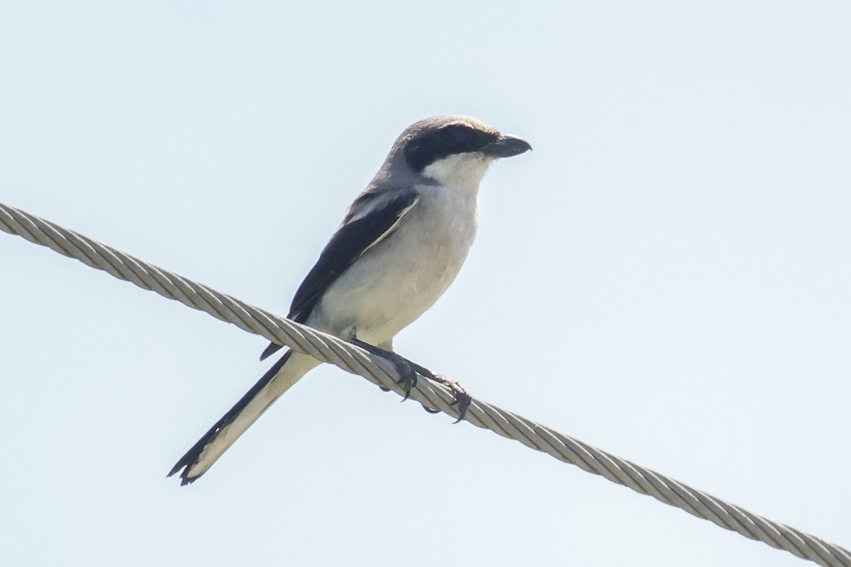 Loggerhead Shrike - ML620062444