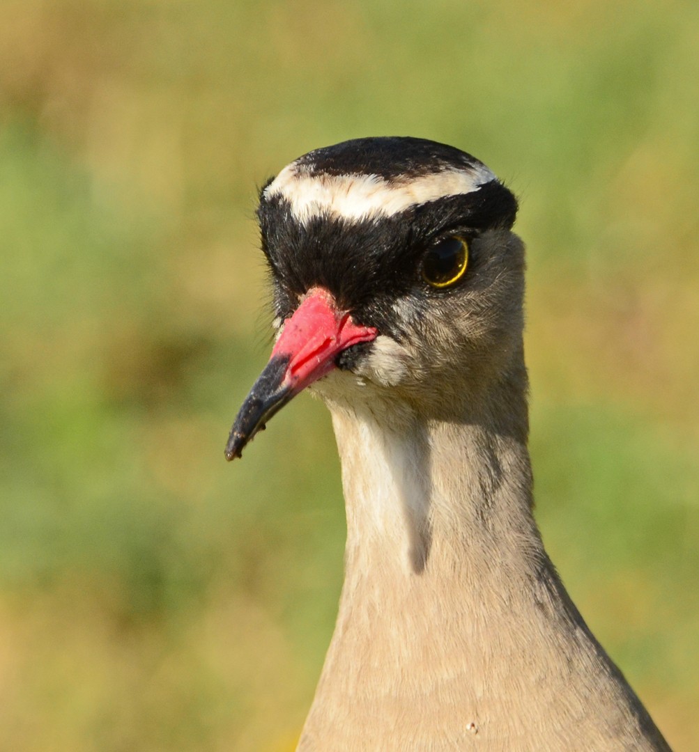 Crowned Lapwing - ML620062450