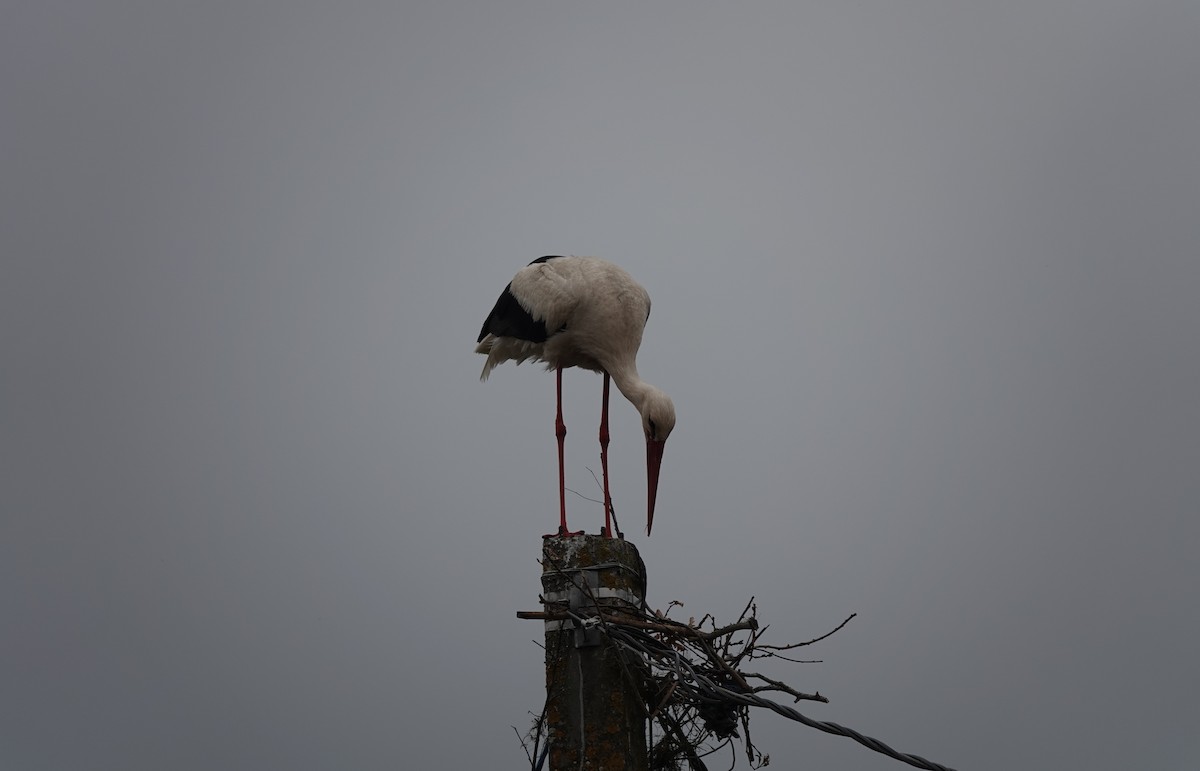 White Stork - ML620062460