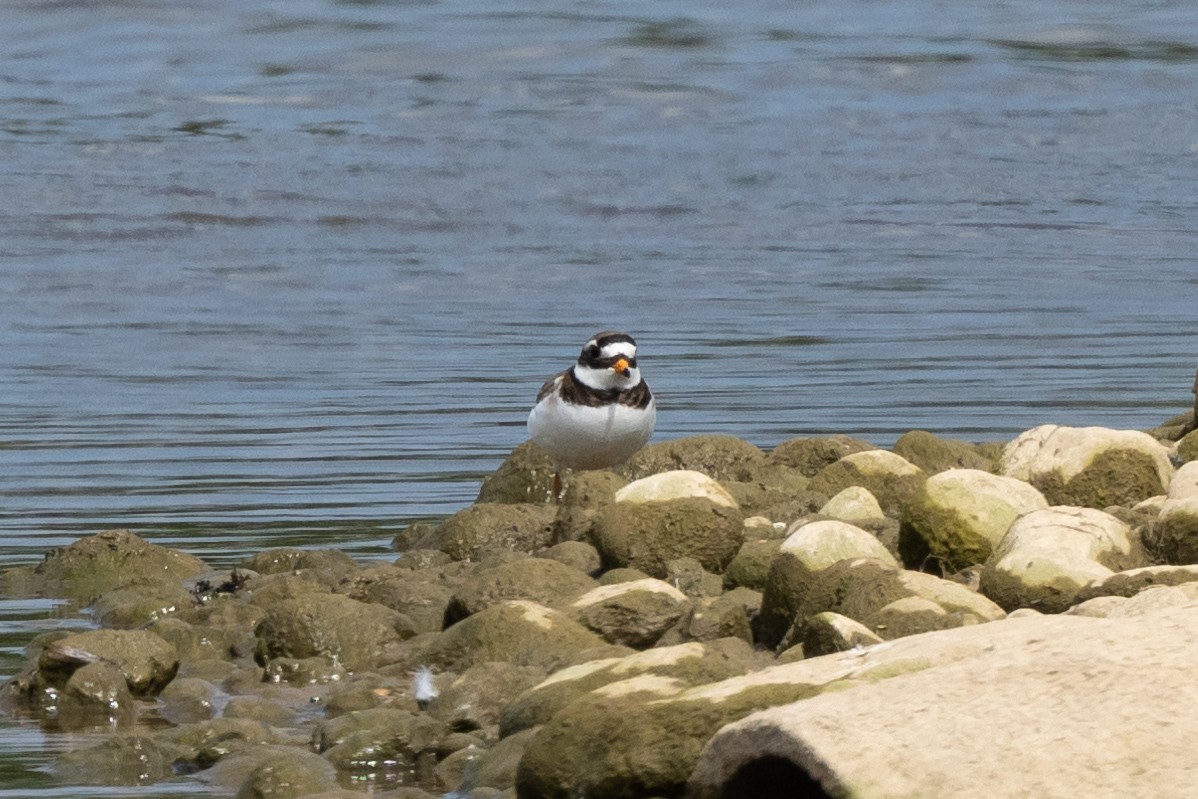 Common Ringed Plover - ML620062469