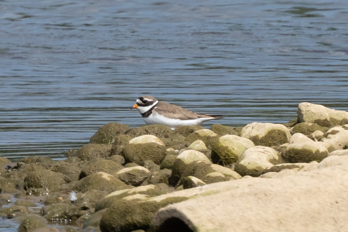 Common Ringed Plover - ML620062470