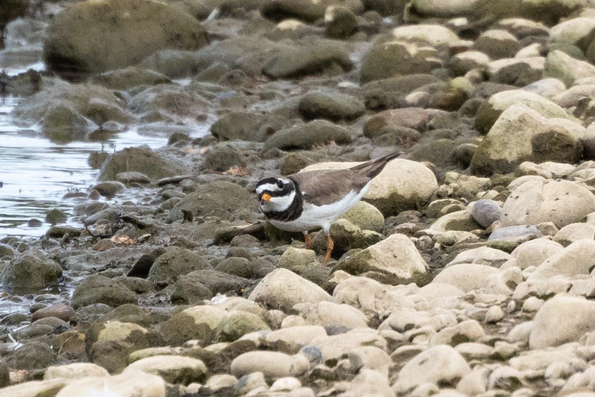 Common Ringed Plover - ML620062471